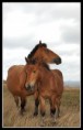 /album/animales/madre-e-hija-6018666121-l-jpg/